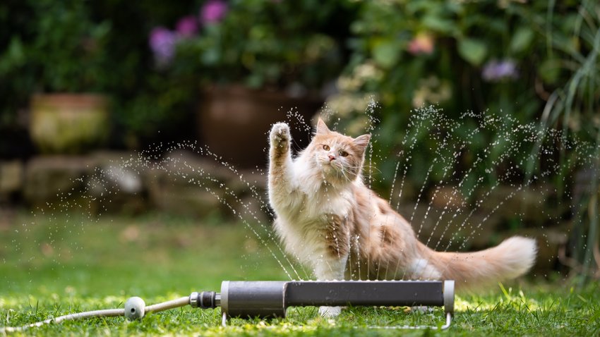 Im Vordergrund steht ein Rasensprenger. Eine rot-getigerte Katze hat eine Pfote erhoben, um einen Wasserstrahl zu fangen. Im Hintergrund ist ein Garten zu sehen.