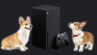 Xbox Series X Vorbesteller-Chaos: Statt Konsolen gibt es Hunde