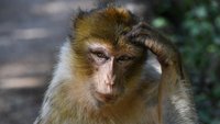 Affe bekommt Gehirnimplantate eingesetzt – und wird zum telepathischen Gamer
