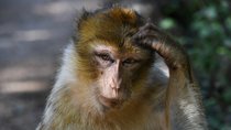 Affe bekommt Gehirnimplantate eingesetzt – und wird zum telepathischen Gamer