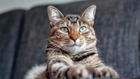 Für Katzen und Hunde: Smarter Futterautomat von Medion mit HD-Kamera vorgestellt