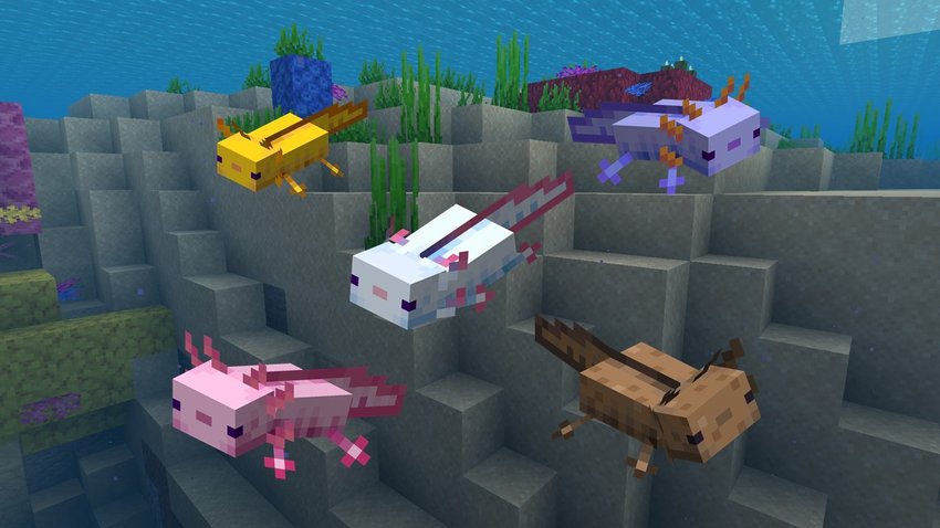 In diesen fünf Farben können euch in Minecraft Axolotl begegnen.