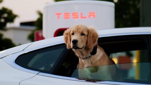 Nur heute: Tesla lässt alle E-Autos umsonst laden