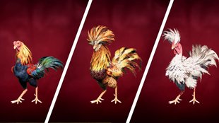 Far Cry 6: Alle 19 Hähne für die Hahnenkampfarena finden