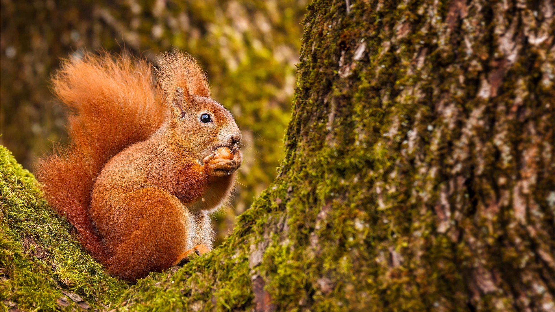 „No Nut November“ Was ist die NNNChallenge?
