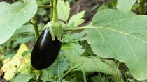 🍆Aubergine-Emoji: Was bedeutet das bei WhatsApp & Co.?