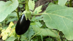 🍆Aubergine-Emoji: Was bedeutet das bei WhatsApp & Co.?