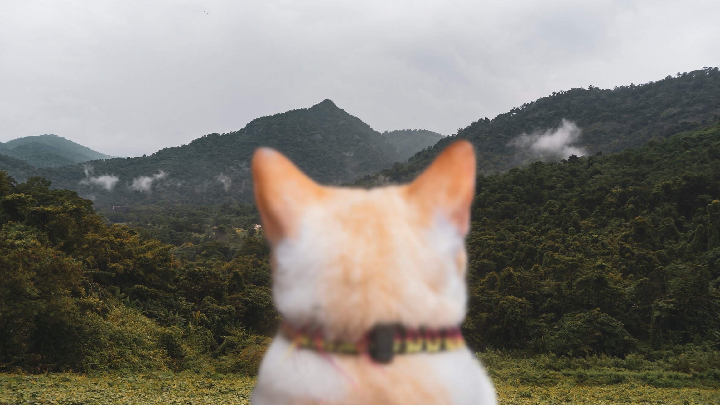 Günstiger Tracker für Hund & Katze ohne Abo-Kosten? Wie wäre es mit einem  Apple AirTag?