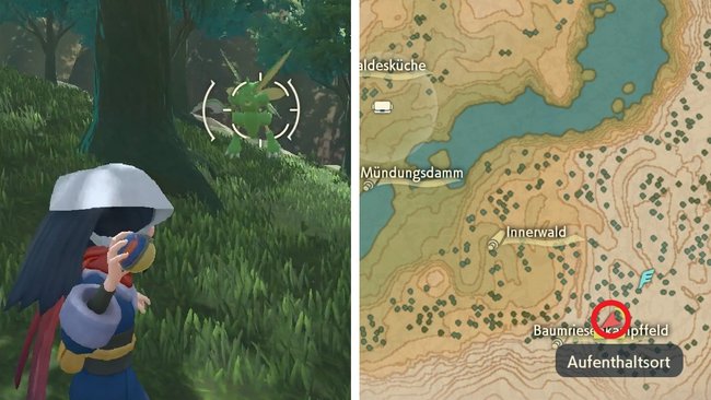 Fundorte von Sichlor befinden sich beim Baumriesenkampffeld (Pokémon-Legenden: Arceus).