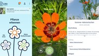 Flora Incognita: Kostenlose App zur Pflanzenbestimmung