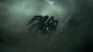 Arachnophobie: Eine App gegen Angst vor Spinnen