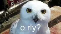 Was heißt „o rly?“ Bedeutung des Memes