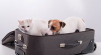 Flixtrain: Hunde & Tiere mitnehmen – das ist erlaubt