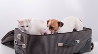 Flixtrain: Hunde & Tiere mitnehmen – das ist erlaubt