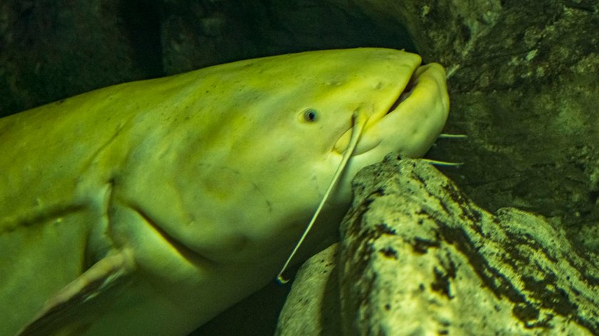 Europaeischer Wels, Wels catfish, Silurus glanis, am 24.09.2022 im Berliner Aquarium Aquarium - Berlin *** European catf