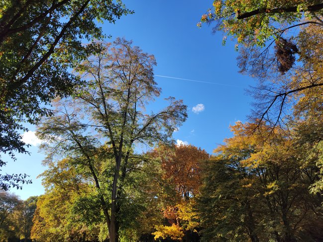 یک روز زیبای پاییزی: بالای درختان در سایه های مختلف سبز، زرد و قرمز و آسمان آبی.