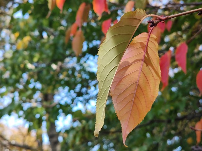 Detailaufnahme zweier Blätter an einem Baum. Der Hintergrund ist unscharf.