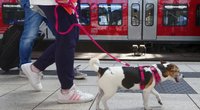 49-Euro-Ticket: Kann man Hunde oder Fahrräder mitnehmen?