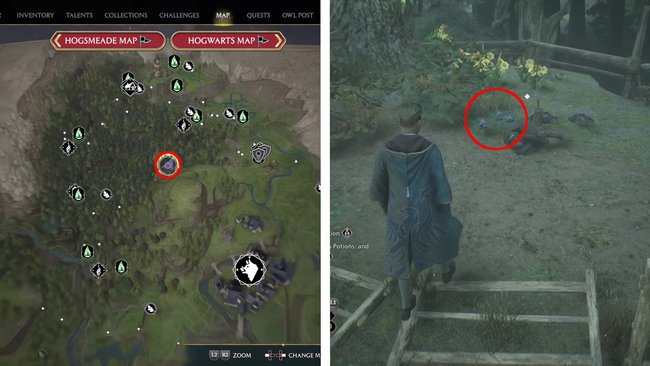 Next to this corpse on the side of the road in the forbidden forest northwest of Hogsmeade there are three mandrakes in the ground that you can grab (Source: Screenshot GIGA).