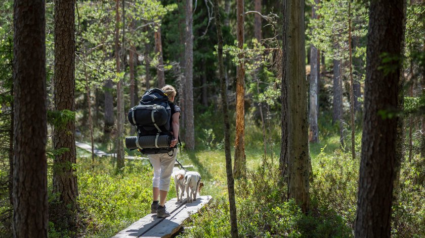 Eine weiblich gelesene Person geht mit ihrem Hund im Wald spazieren.