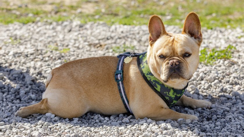 Off-leash dog park in Northern California.