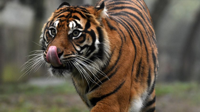 Tiger Cat Mlem