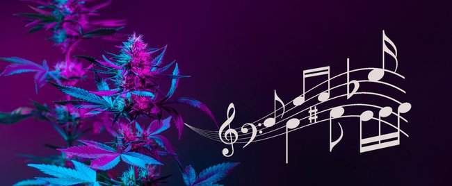 22 Songs über Cannabis & Hymnen der Legalisierung von Marihuana