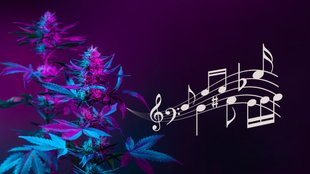 19 Songs über Cannabis, die als Hymnen der Legalisierung von Marihuana durchgehen
