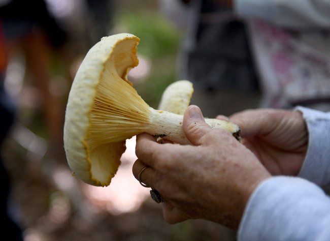 Eine person hält einen Pilz in der Hand.