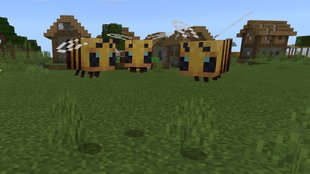 Alles, was ihr je über Bienen wissen wolltet | Minecraft