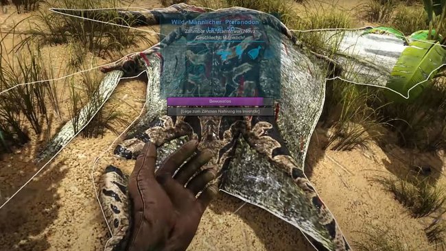 Achtet beim Zähmen des Pteranodons darauf, dass der Bewusstlosbalken mindestens zur Hälfte gefüllt ist (Bildquelle: ARK: Survival Evolved).