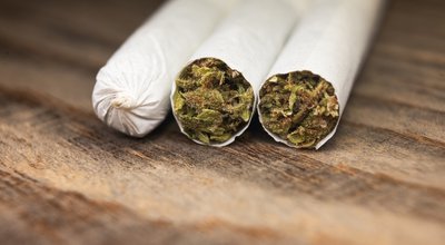 Cannabis im Garten anbauen – Anleitung, Tipps und was erlaubt ist