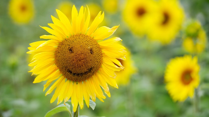 sunflower with smiley and field of blooming beautiful sunflowers xkwx emoji, sunflower, em