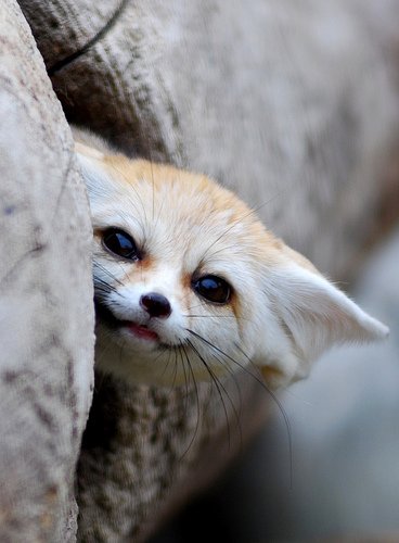 Neue Firefox Mobile Beta ab Ende Dezember im Android Market