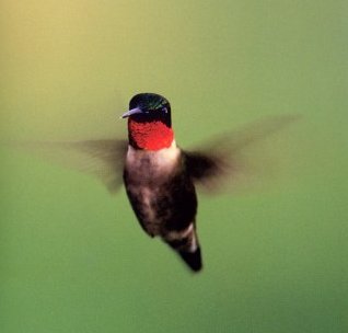 Samsung: "Hummingbird" schnellster Grafik-Chip für Mobile