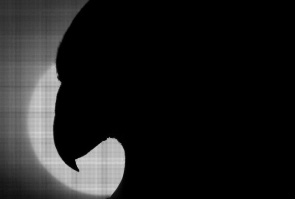 Carbon für Android: Twitter-Klient wird in wenigen Tagen veröffentlicht