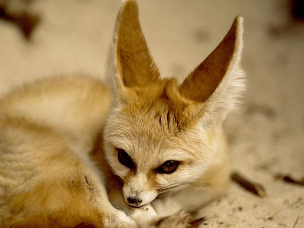 Firefox Mobile 4 (Fennec): Neue Beta im Android Market erhältlich