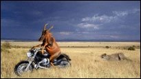 Tierträume - Wovon träumen eigentlich Vierbeiner und co?